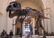 dino