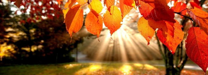 pictures of autumn leaves falling-vcXY