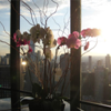 Cite Restaurant Flower Display 2